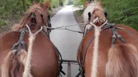 hestevogn, kørekursus, undervisning i kørsel med hestevogn, koldblod