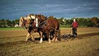 tilkørsel, markarbejde, kørsel med heste, koldblod, undervisning