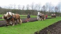 koldblod, pløjning, harve, radrenser arbejde med heste 