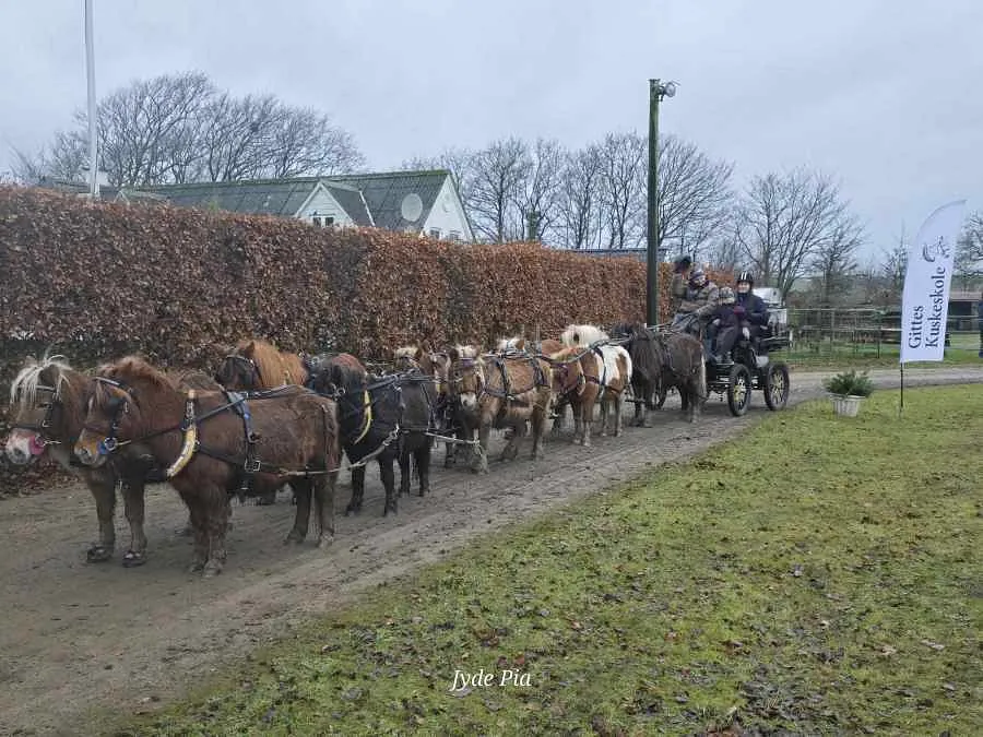 koldblod, jydske heste, koldblodshest arbejdshest, tømmerkørsel, Pferdestark , stævne, kumteseler, amerikanske kumter